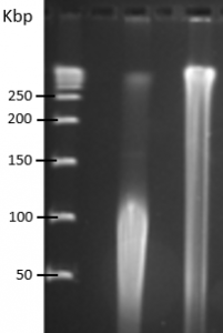 gel pfge hmw dna extraction 2