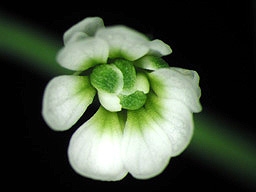 Arabidopsis