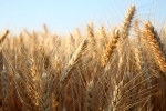 barley barley
