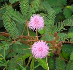 mimosa pudica