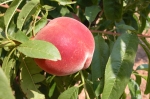 Peach tree