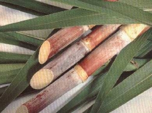 Sugarcane