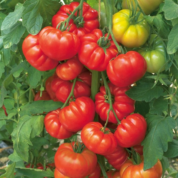 Tomato_plant