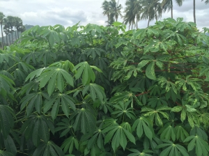 Cassava project