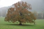 Oak genome project