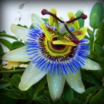 passiflore projet luiz