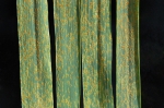 rust leaf wheat rust leaf wheat