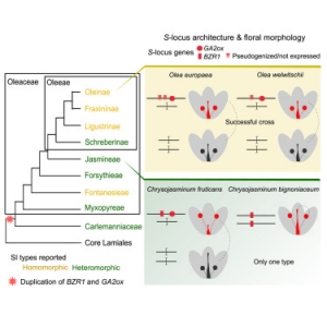 A hemizygous supergene controls homomorphic and heteromorphic self-incompatibility systems in Oleaceae