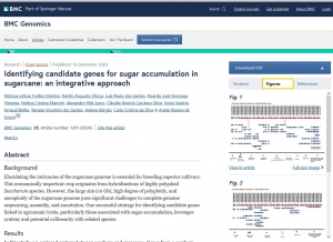 Identifying candidate genes for sugar accumulation in sugarcane: an integrative approach