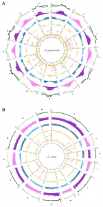 Low-frequency somatic mutations are heritable in tropical trees Dicorynia guianensis and Sextonia rubra