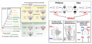 News Two articles in Current Biology about the phenomenon of self-incompatibility