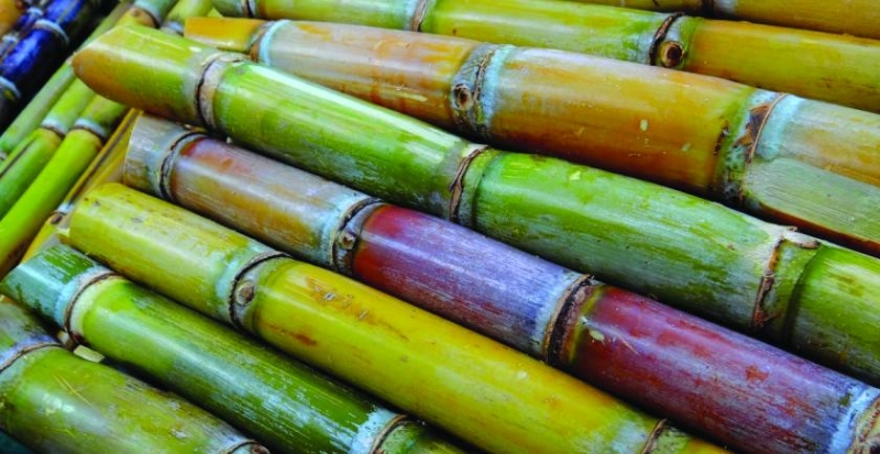 sugarcane publi