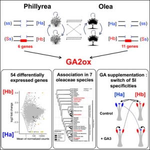 The homomorphic self-incompatibility system in Oleaceae is controlled by a hemizygous genomic region expressing a gibberellin pathway gene