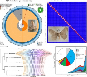 Transposable element accumulation drives genome size increase in Hylesia metabus