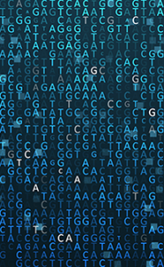 BAC clone characterization