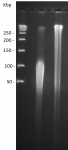 High Molecular Weight DNA Extraction service