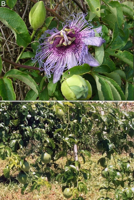 Passiflora fleur fruit