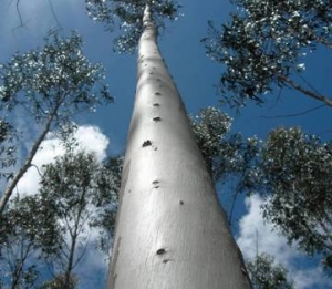 Eucalyptus