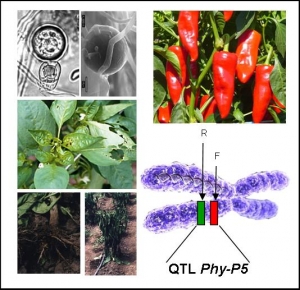 qtl phytophtora jpg3