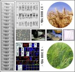 triticae genome end