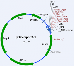 pCMV-Sport6.1