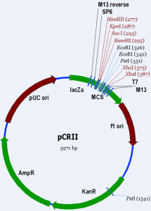 pCRII