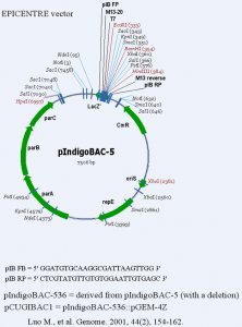 pCUGIBAC1