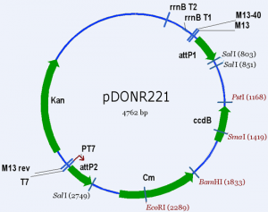 pDONR221