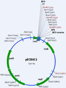 pECBAC1