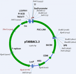 pTARBAC1.3