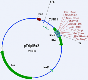 pTriplex2