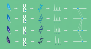 Large DNA fragment capture diagram 400px