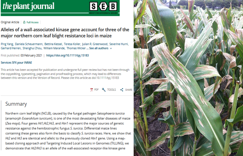 publication northern corn leaf blight resistance maize